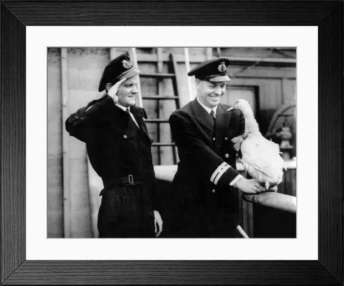 Framed Print : A goose is adopted as the mascot of the ship Admiral Dronaed Framed Print : A goose is adopted as the mascot of the ship Admiral Dronaed