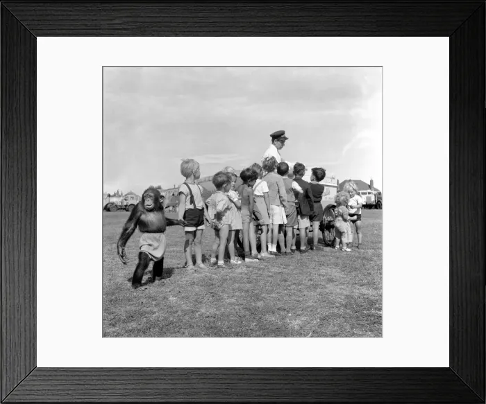 Framed Print : Animals: Monkey: Humour. Chimpanzee queues with children to get Ice-Cream Framed Print : Animals: Monkey: Humour. Chimpanzee queues with children to get Ice-Cream
