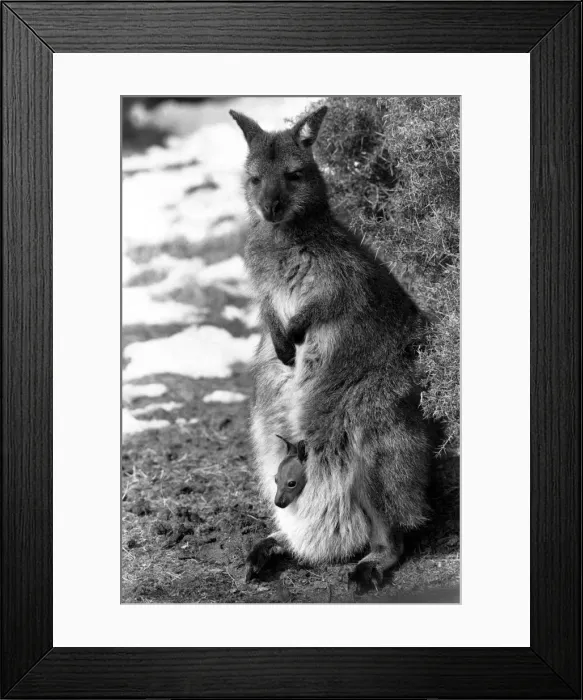 Framed Print : Baby heralds spring time!!. A wallaby mother with baby in her pouch March 1987 Framed Print : Baby heralds spring time!!. A wallaby mother with baby in her pouch March 1987