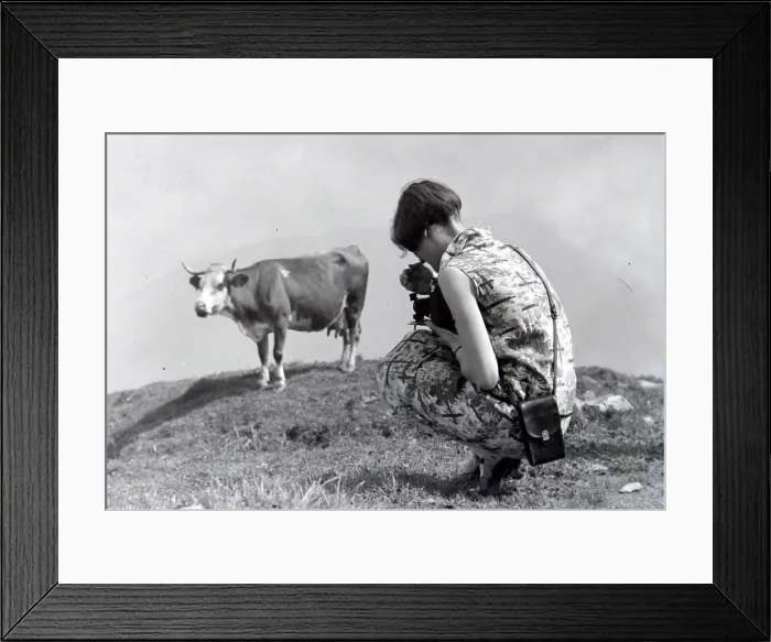 Framed Print : Woman photographing a cow at Schynige Platte in Switzerland August 1929 Framed Print : Woman photographing a cow at Schynige Platte in Switzerland August 1929