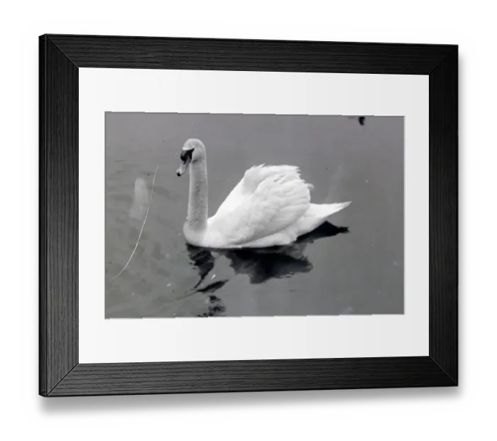 Framed Print : A swan on Wimbledon Park lake, London 1921 Alf 63