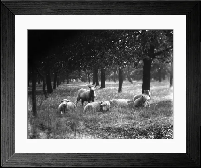 Framed Print : A group of sheep enjoying the sunshine at the orchard on Littlebourne Framed Print : A group of sheep enjoying the sunshine at the orchard on Littlebourne