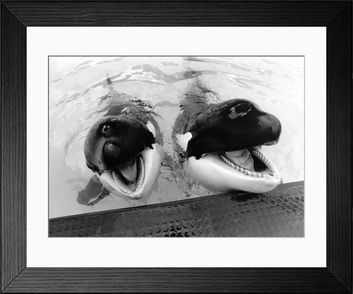 Framed Print : Winnie and Nemo the whales. May 1986 P009073 Framed Print : Winnie and Nemo the whales. May 1986 P009073