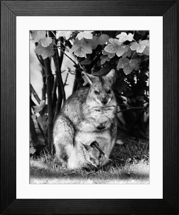 Framed Print : Skipper plays head and tails. Heads or tails, hes a winner all the way Framed Print : Skipper plays head and tails. Heads or tails, hes a winner all the way