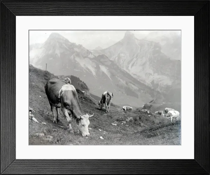 Framed Print : Cattle of the Schynige Platte in Switzerland August 1929 Alf 186
