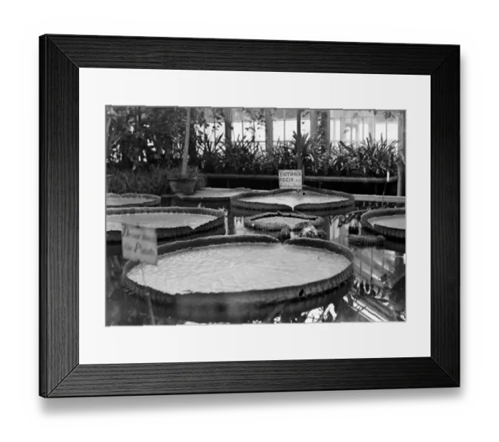 Framed Print : Giant water lily at Kew Gardens, London. The Victoria regia Framed Print : Giant water lily at Kew Gardens, London. The Victoria regia
