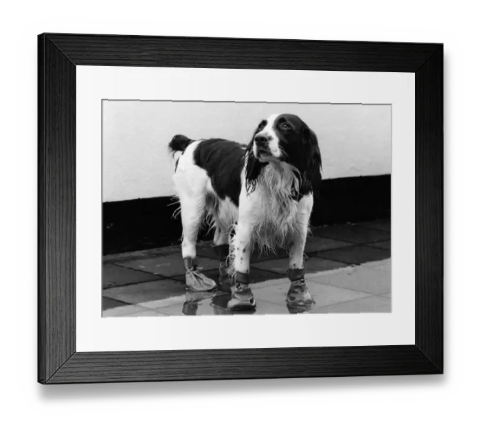 Framed Print : Ready for walkies. Charlie the dog in his boots. March 1979 P009042 Framed Print : Ready for walkies. Charlie the dog in his boots. March 1979 P009042