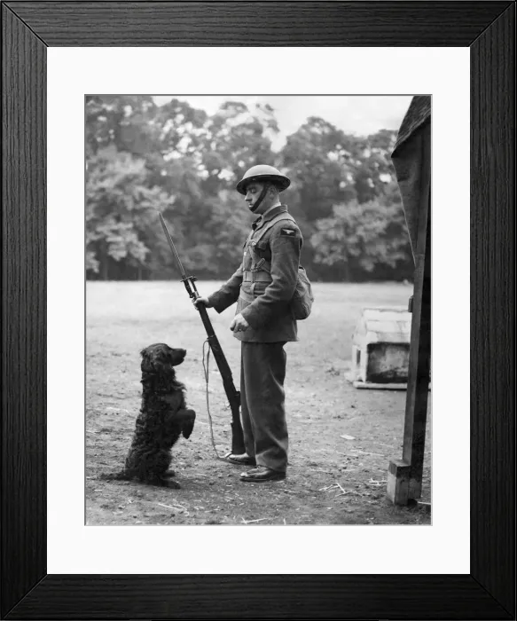 Framed Print : World War II: Mascots. Dogs. Balloon barrage men who are so keen to have pets that one Framed Print : World War II: Mascots. Dogs. Balloon barrage men who are so keen to have pets that one