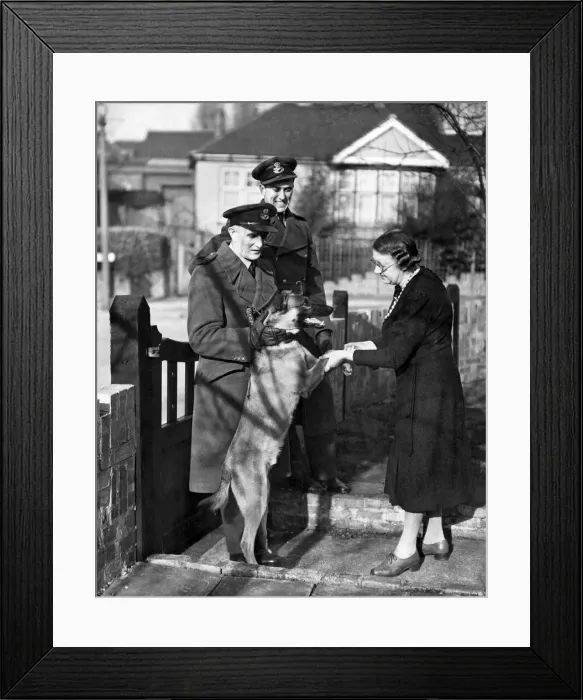 Framed Print : World War II: Mascots. Rex the alsatian to be the new mascot for a R. A. F. station in Kent