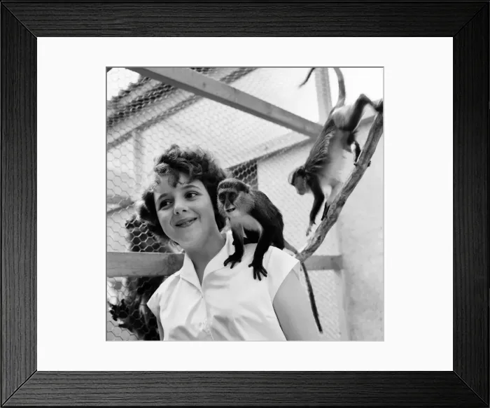 Framed Print : Children at Zoo: Monkey business in the childrens corner at Chester Zoo today Framed Print : Children at Zoo: Monkey business in the childrens corner at Chester Zoo today