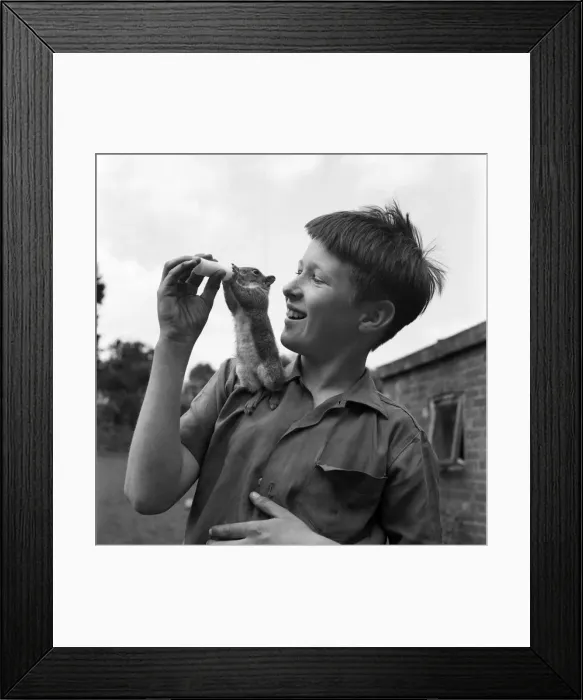 Framed Print : Paul Tautz, aged 12, of 10, Dorking Road, Epsom, is seen with his pet Squirrel John Willy Framed Print : Paul Tautz, aged 12, of 10, Dorking Road, Epsom, is seen with his pet Squirrel John Willy