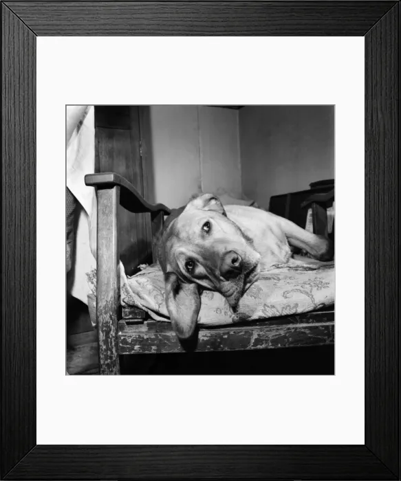 Framed Print : Sad looking dog posing on a wooden chair. September 1960 M4502-003 Framed Print : Sad looking dog posing on a wooden chair. September 1960 M4502-003