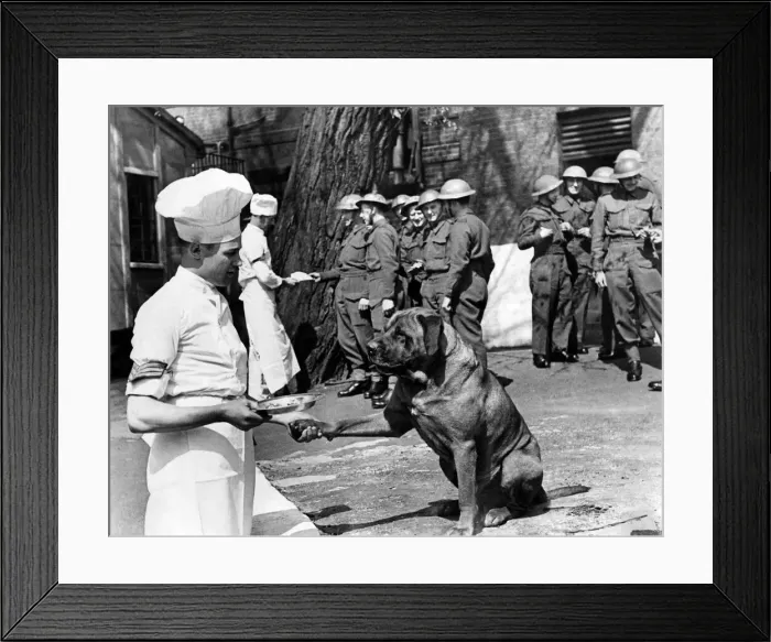 Framed Print : World War II: Mascots. He does his duty and earns his scraps