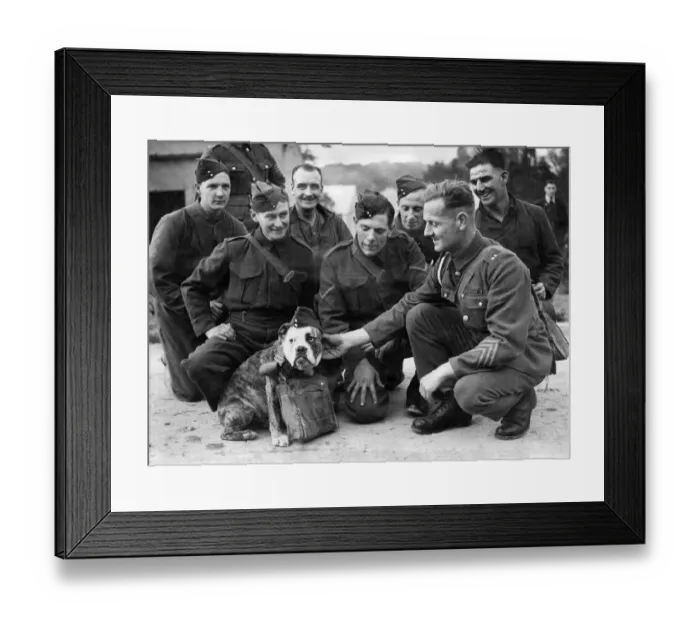 Framed Print : World War II: Mascots: Dogs. Jags the bulldog seen here with soldiers before