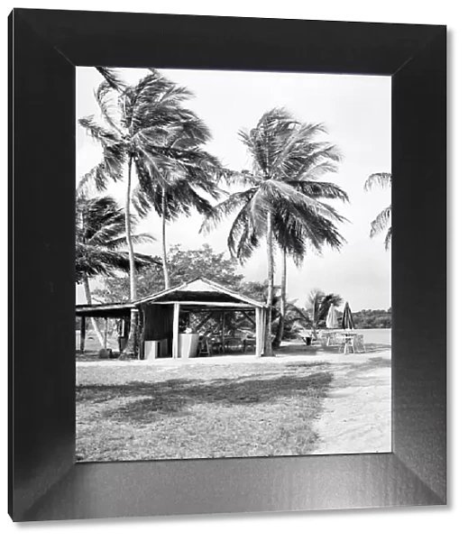 Palm Trees and Beach House in Tobago. May 1960 M4289-003