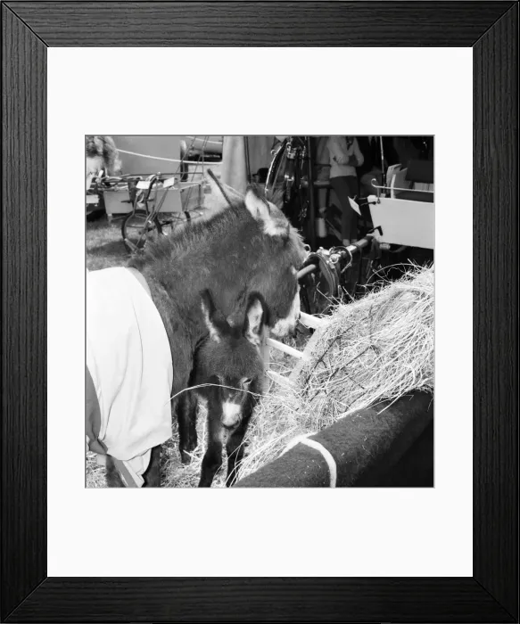 Framed Print : Donkey and young foal at the Richmond Horse Show. June 1960 M4409