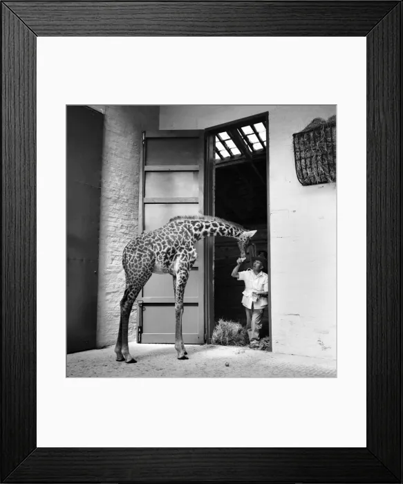 Framed Print : Hilda one of the giraffes brought from Africa by Belle Vue Manchester is enticed into its