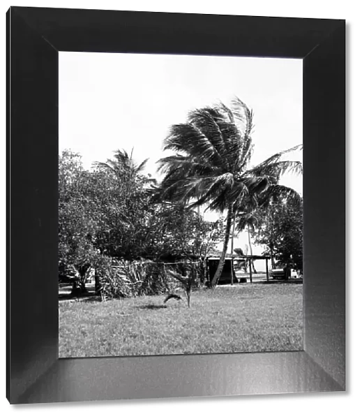 Palm Trees and Beach House in Tobago. May 1960 M4289-001