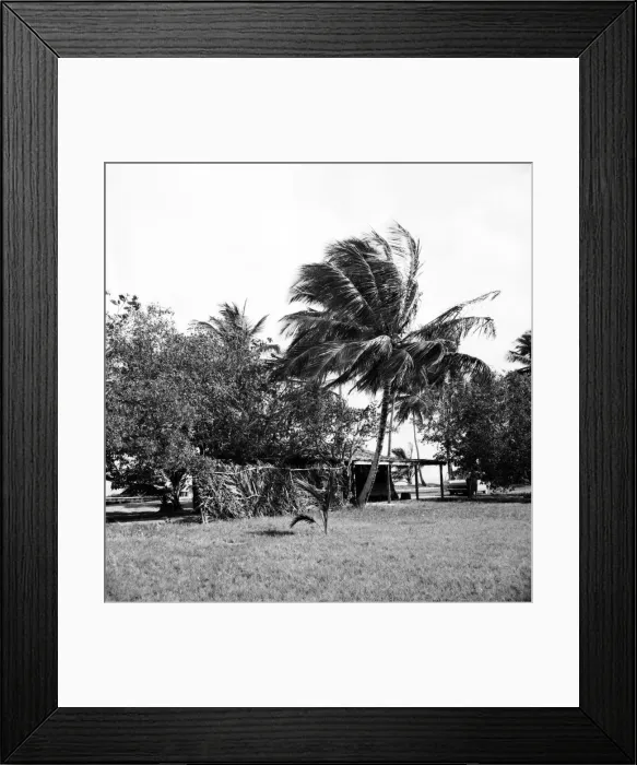 Framed Print : Palm Trees and Beach House in Tobago. May 1960 M4289-001
