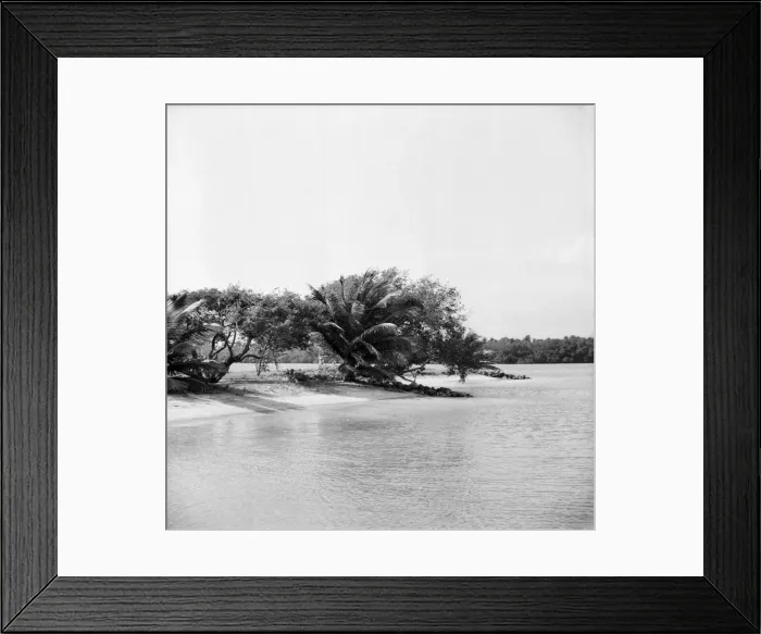 Framed Print : Palm Trees and Beach House in Tobago. May 1960 M4289-002