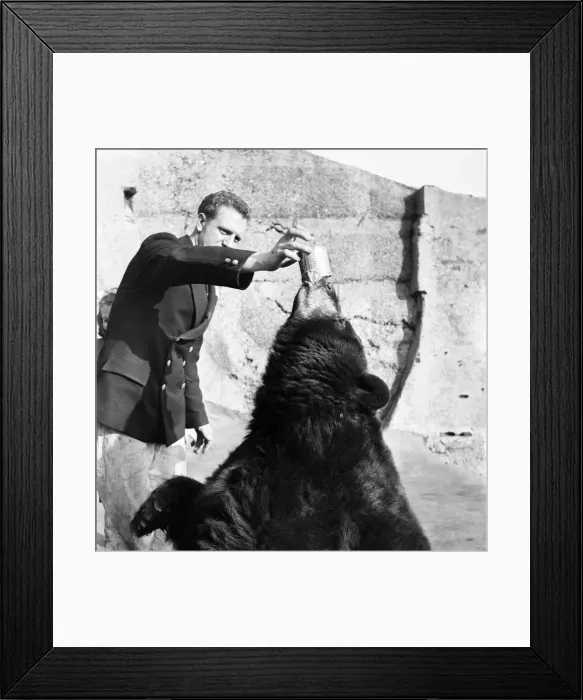 Framed Print : Animals Bears: I can lick anything, particularly tins with treacle inside Framed Print : Animals Bears: I can lick anything, particularly tins with treacle inside
