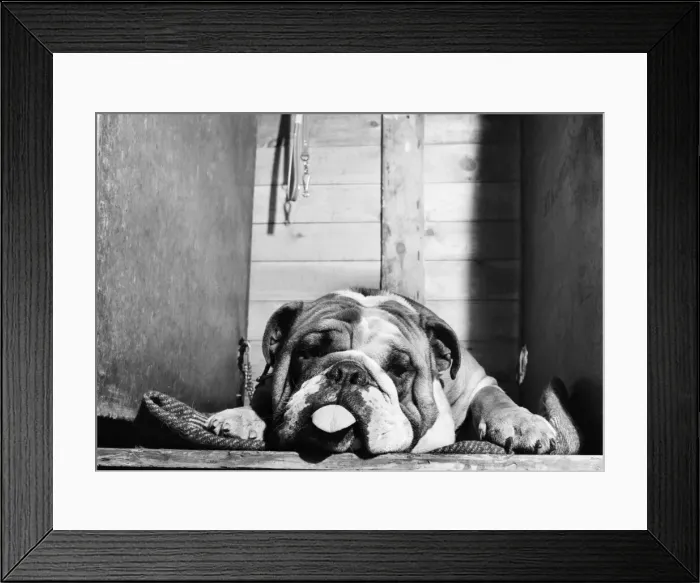Framed Print : Bulldog with a hangover at a Leeds Show. October 1952 C5114