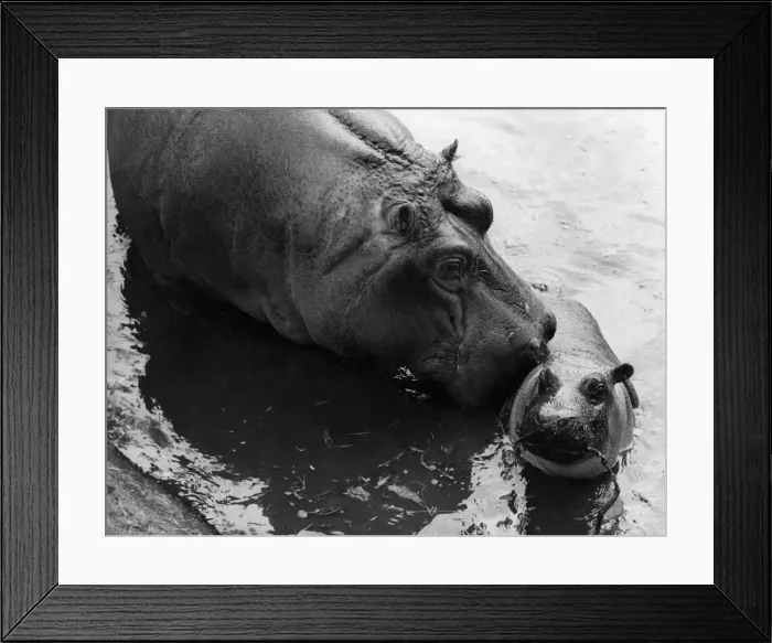 Framed Print : Wendys Little Wanda: Just like any other little girl