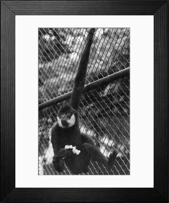 Framed Print : This is Charlie'- The Gibbon with his ration of grapes. October 1948 P4163 Framed Print : This is Charlie'- The Gibbon with his ration of grapes. October 1948 P4163