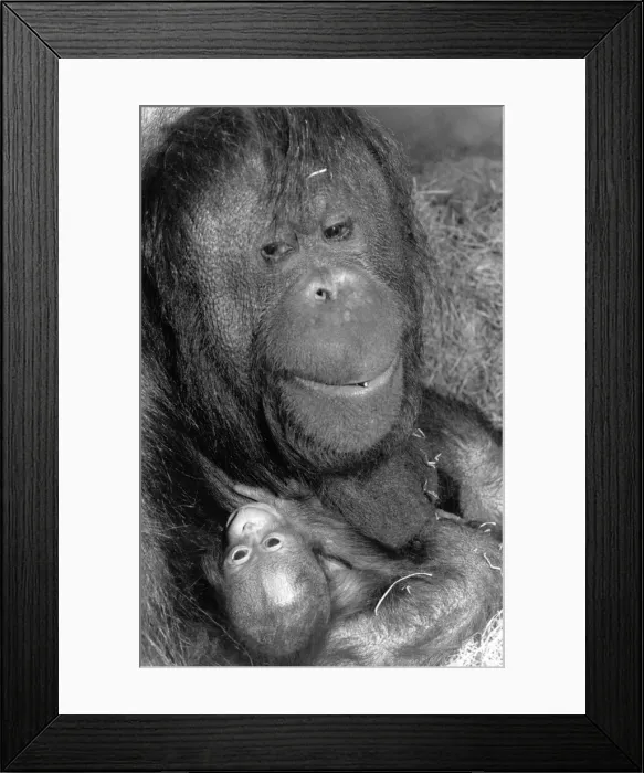 Framed Print : Mothers Day at London Zoo: Bulu the Orang-Utan. Ani Monkeys now 28 years old Framed Print : Mothers Day at London Zoo: Bulu the Orang-Utan. Ani Monkeys now 28 years old