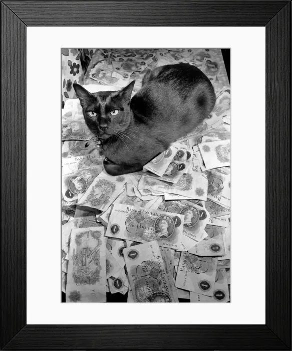 Framed Print : The 18 months old Burmese cat Josef was left £500 by coventry woman Mrs