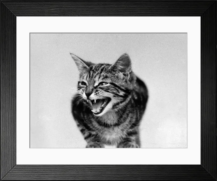Framed Print : The cat that roared. June 1973 P005153 Framed Print : The cat that roared. June 1973 P005153