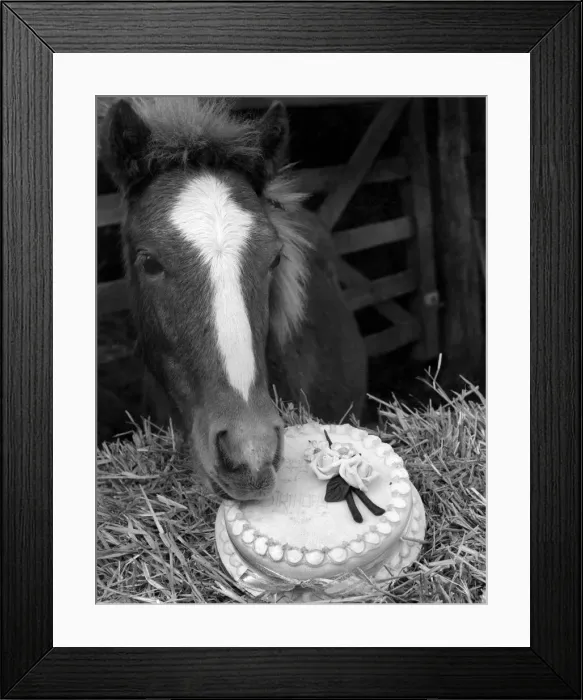 Framed Print : Lucky, tries his first birthday cake. October 1983 P004866