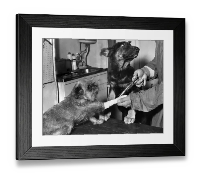 Framed Print : Six years old Lindy'the Griffon receiving attention as her friend fourteen Framed Print : Six years old Lindy'the Griffon receiving attention as her friend fourteen