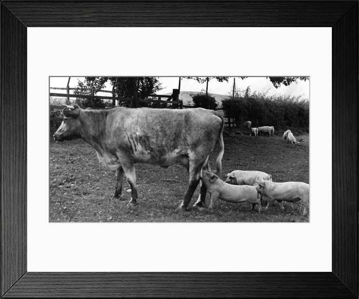 Framed Print : These little pigs stayed at home and stole the milk