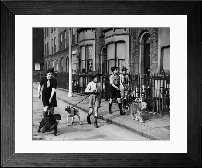 Framed Print : Scouts of the 68 Hackney Troop do their daily good - turn by taking war-workers dogs Framed Print : Scouts of the 68 Hackney Troop do their daily good - turn by taking war-workers dogs