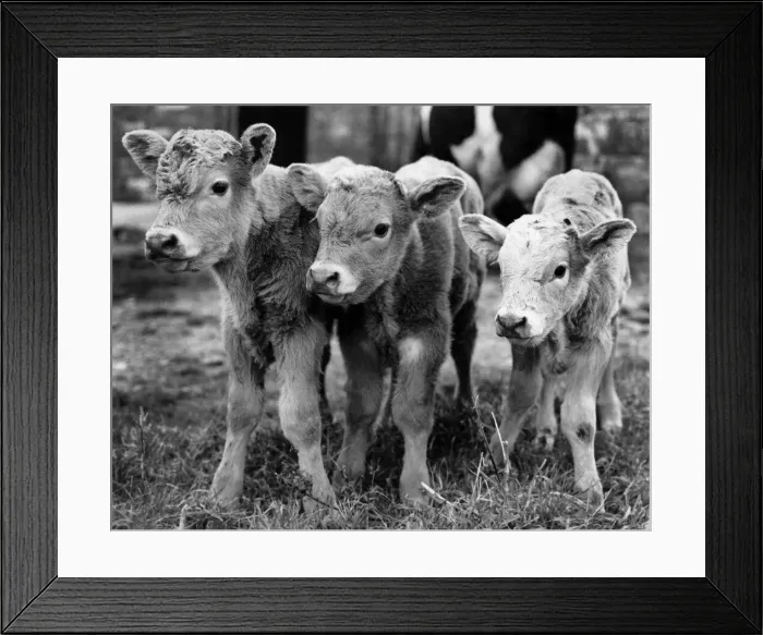 Framed Print : Triplets... born to Liberty. February 1988 P009296 Framed Print : Triplets... born to Liberty. February 1988 P009296