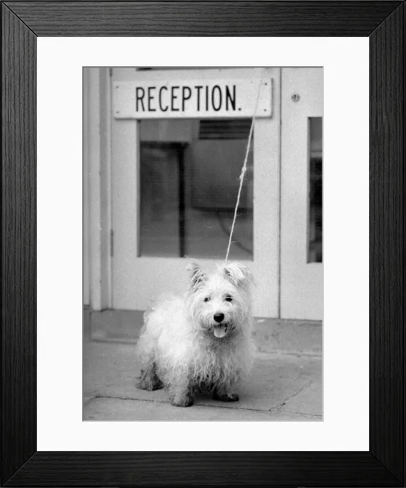 Framed Print : Abandoned West highland white terrier Cindy at Lundt- Smith kennels in Elstree