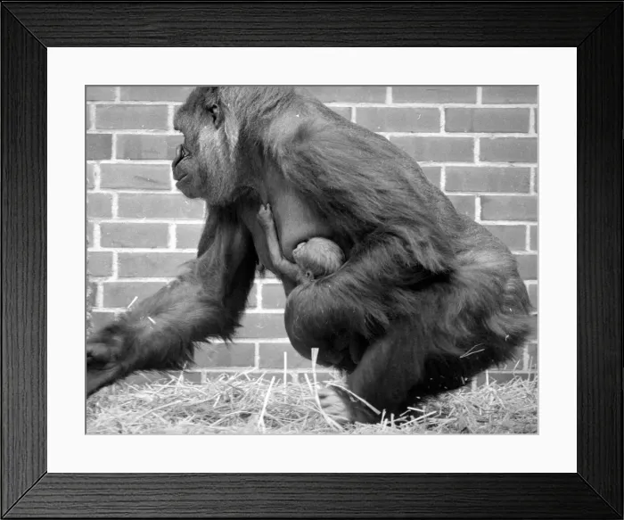 Framed Print : Baby Doll, a gorilla at Howlett Park Zoo in Littleborne with new born baby Kisoro
