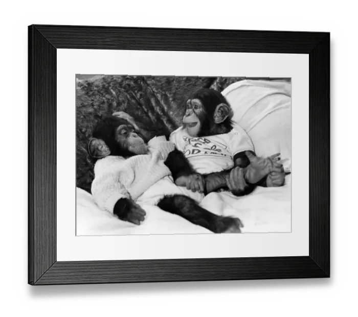 Framed Print : Jamie and Jethro the chimps. November 1987 P009709