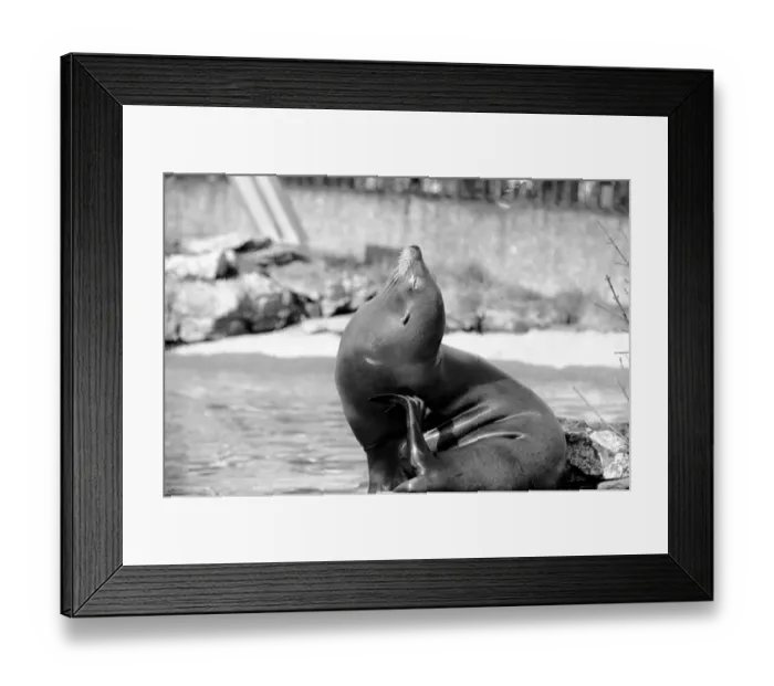 Framed Print : A sea lion in his enclosure at London Zoo February 1975 75-01007-013 Framed Print : A sea lion in his enclosure at London Zoo February 1975 75-01007-013