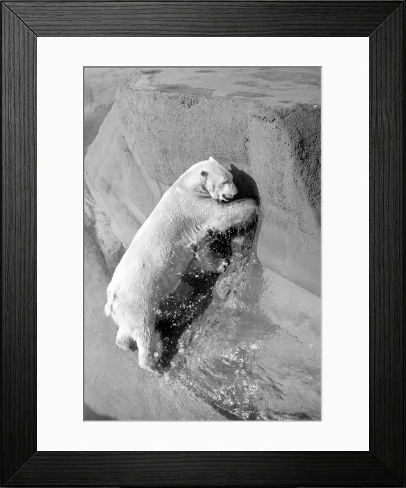 Framed Print : Polar bear Pipaluk'in his pen at London Zoo February 1975 Framed Print : Polar bear Pipaluk'in his pen at London Zoo February 1975