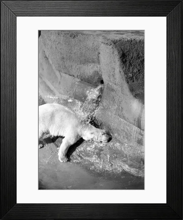 Framed Print : Polar bear Pipaluk'in his pen at London Zoo February 1975