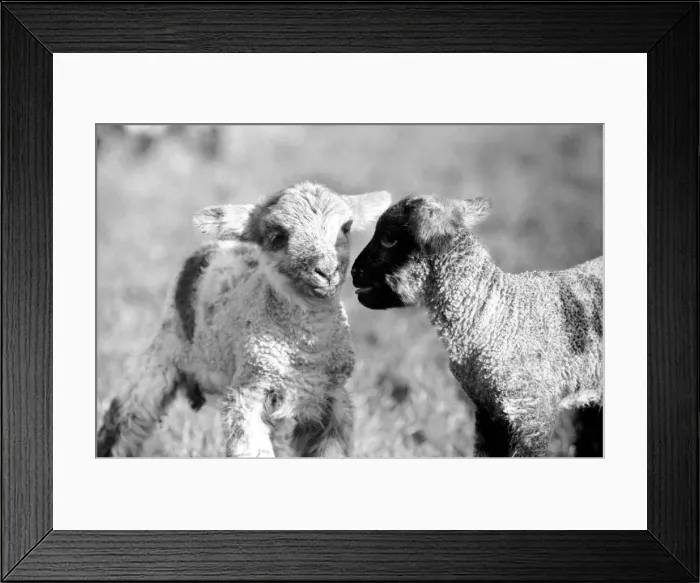Framed Print : Spring lambs in Kent. January 1975 75-00492-013 Framed Print : Spring lambs in Kent. January 1975 75-00492-013