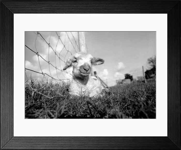 Framed Print : Spring lambs in Kent. January 1975 75-00492-010 Framed Print : Spring lambs in Kent. January 1975 75-00492-010
