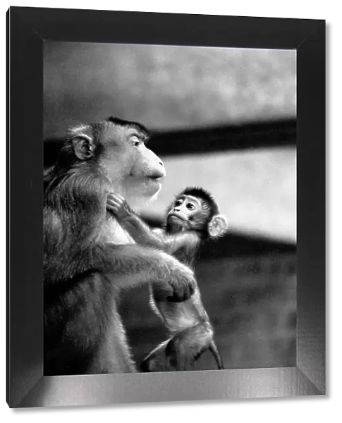Mother and baby pig-tailed monkey January 1975 75-00240-018