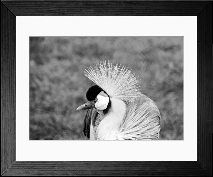 Framed Print : Close up of a grey crowned crane. January 1975 75-00240-007