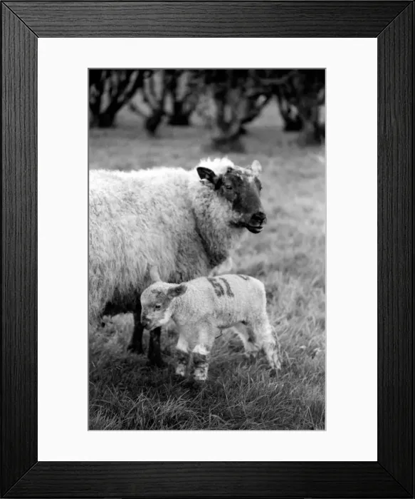 Framed Print : Mother with young spring lambs in Kent. January 1975 75-00492-005 Framed Print : Mother with young spring lambs in Kent. January 1975 75-00492-005