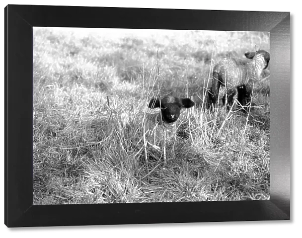 Spring lambs in Kent. January 1975 75-00492-003