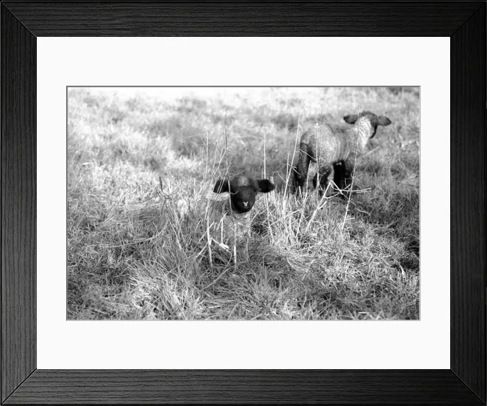 Framed Print : Spring lambs in Kent. January 1975 75-00492-003 Framed Print : Spring lambs in Kent. January 1975 75-00492-003