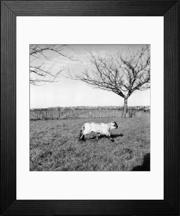 Framed Print : Spring lambs in Kent. January 1975 75-00492-002 Framed Print : Spring lambs in Kent. January 1975 75-00492-002